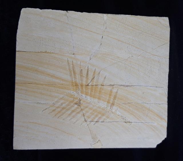 Zamites feneonis BRONGNIART - Bild &copy; FossNet FossilienStore